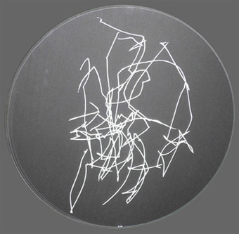 Mémoire du vent, 2009 Cinq variations en 3 exemplaires, sérigraphie sur verre. Format : 30 m de diamètre.